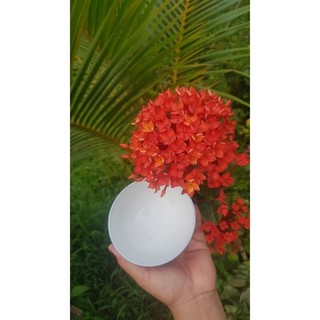 Mẫu đơn/bông trang phụng hoàng lửa