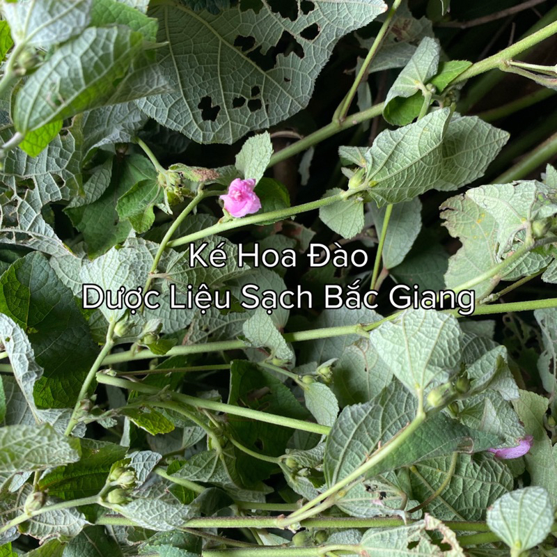 Ké Hoa Đào Khô 1000g