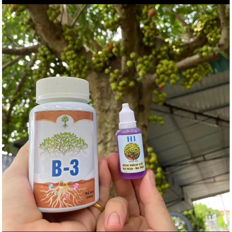 Combo H1 B3 chế phẩm kích quả cho cây cảnh cây bonsai hoa lan