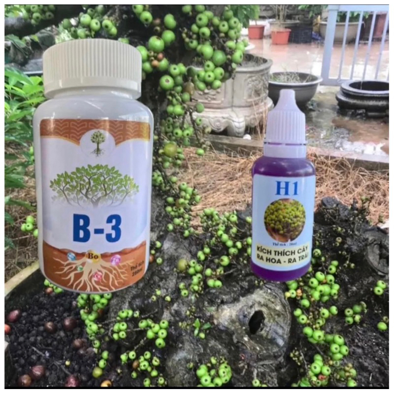 Combo H1 B3 chế phẩm kích quả cho cây cảnh cây bonsai hoa lan