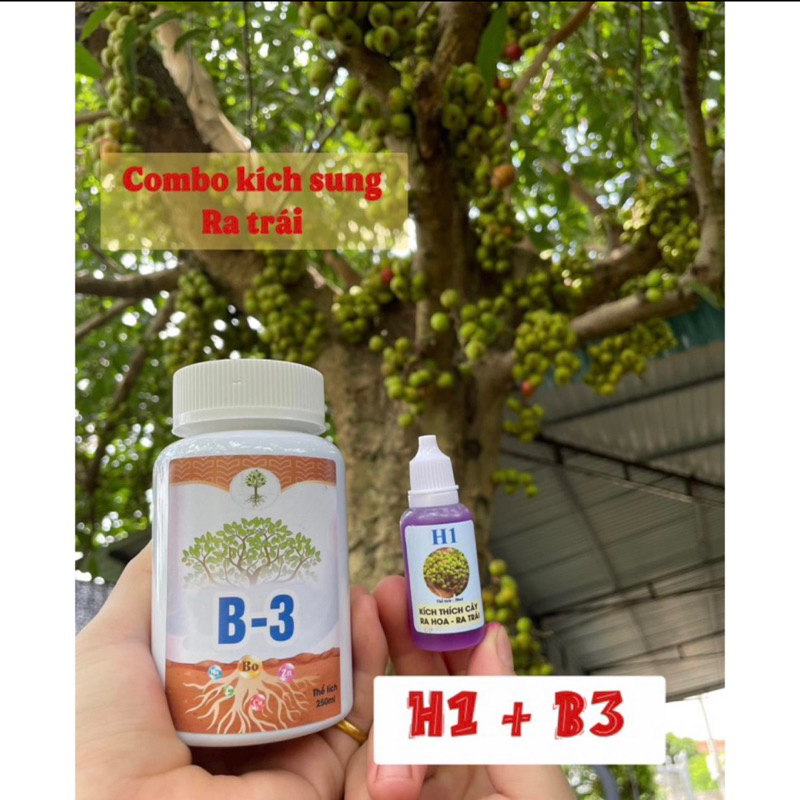 Combo H1 B3 chế phẩm kích quả cho cây cảnh cây bonsai hoa lan
