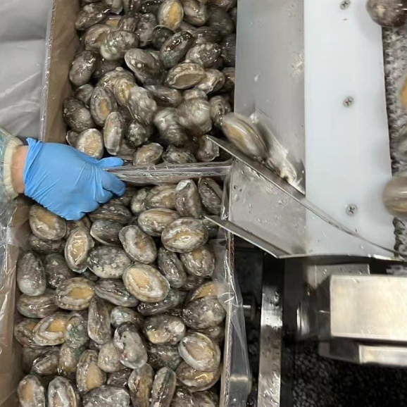 Bào ngư Hàn Quốc Tươi Ngon 500g/Khay  -Làng Hải Sản Mix-Official