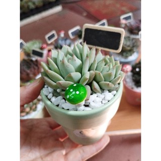 Chậu sen đá kèm nấm và bảng tên