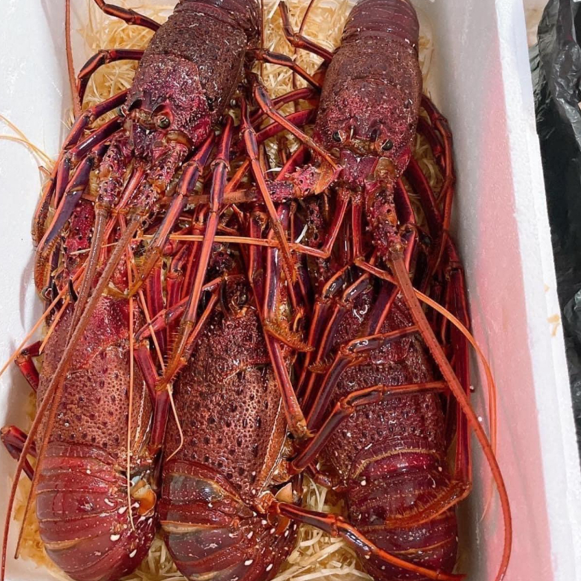 Tôm Hùm Úc Size 800-1.2kg/1con -  Làng Hải Sản Mix-Official