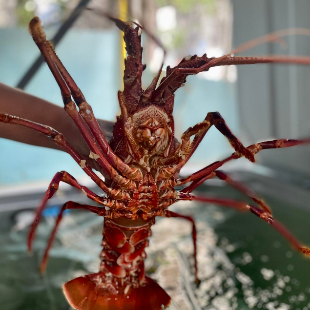 Tôm Hùm Úc Size 800-1.2kg/1con -  Làng Hải Sản Mix-Official