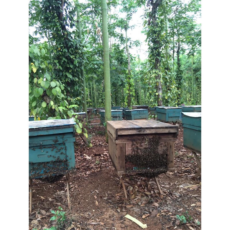 Mật ong rừng hoa cà phê Daklak 1lít hàng chuẩn 100%