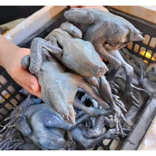 [SHIP HOẢ TỐC HCM] ☘ GÀ ÁC NGUYÊN CON