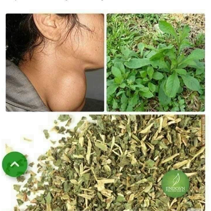 Cây Cải trời phơi khô 500g