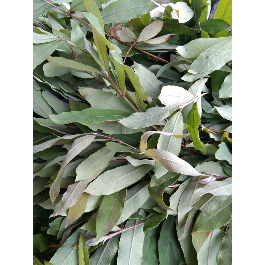 Cây Thành Ngạnh  phơi khô 500g
