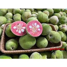 Quả Chay Thái Khô Nhà Làm, Chay Phơi Khô Tự Nhiên Dùng Kho Cá, Nấu Canh Chua