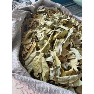 (Dược liệu khô) Lá Vối phơi khô 500g