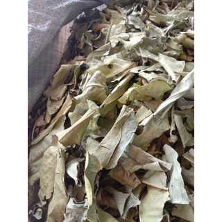 (Dược liệu khô) Lá Vối phơi khô 500g