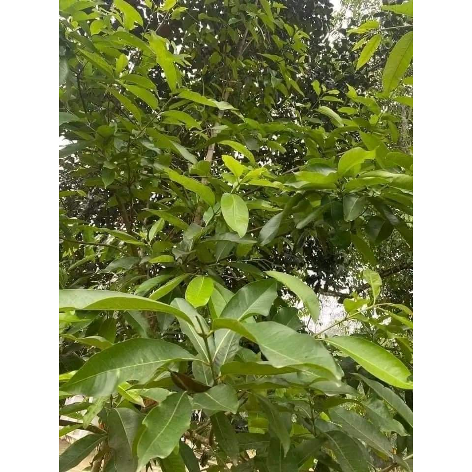 (Dược liệu khô) Lá Vối phơi khô 500g