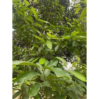 Lá vối phơi khô 500g