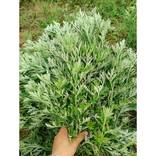 Cây ngãi cứu phơi khô 500g