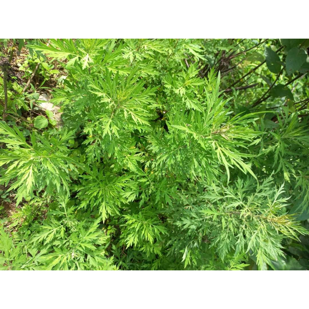 Cây Ngãi Cứu phơi khô 500g