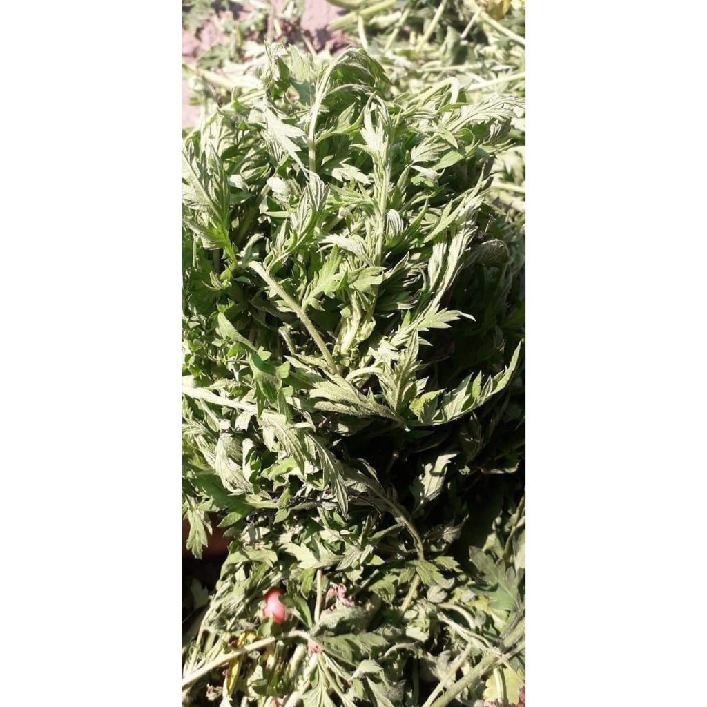 Cây Ngãi Cứu phơi khô 500g