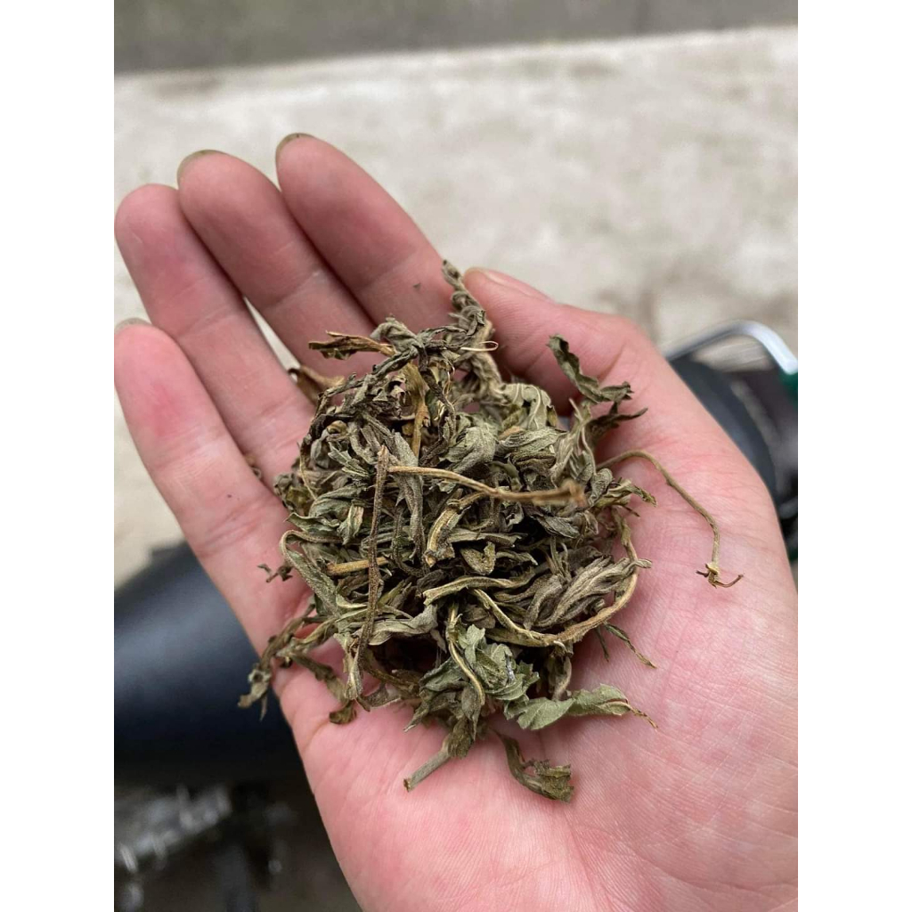 Cây Ngãi Cứu phơi khô 500g