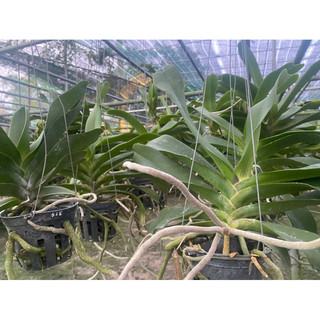 Ngọc điểm thái. Com bo 2 cây 250k