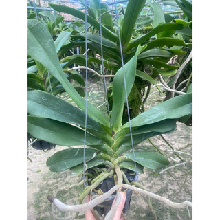 Ngọc điểm thái. Com bo 2 cây 250k