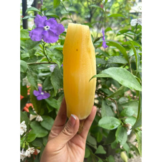 Khoai sâm đất (1kg) đặc sản Y Tý - Lào Cai, sâm đất ngọt thanh, mát.