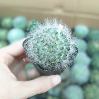 Xương rồng mami lông trắng móc câu size 5cm