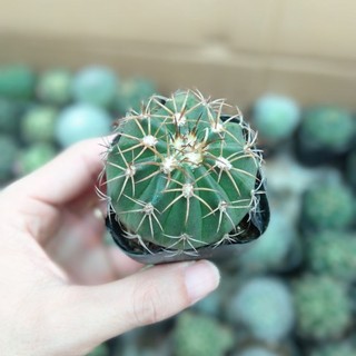 Xương rồng melo size 5-6cm - hư 1 đổi 1