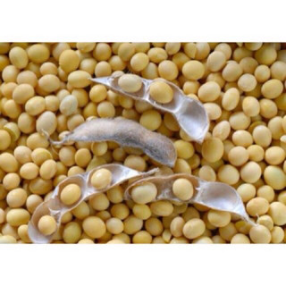 Đỗ tương 500g - 1kg