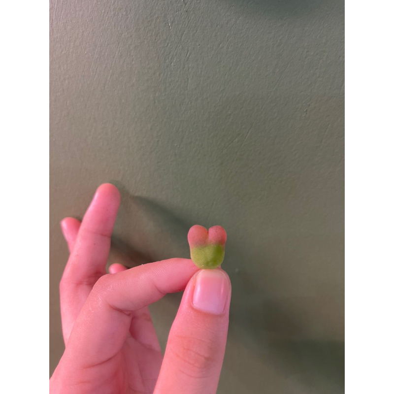 🪴SEN ĐÁ CONOPHYTUM MAUGHANI  - ẢNH THẬT SÂU GARDEN 🌵