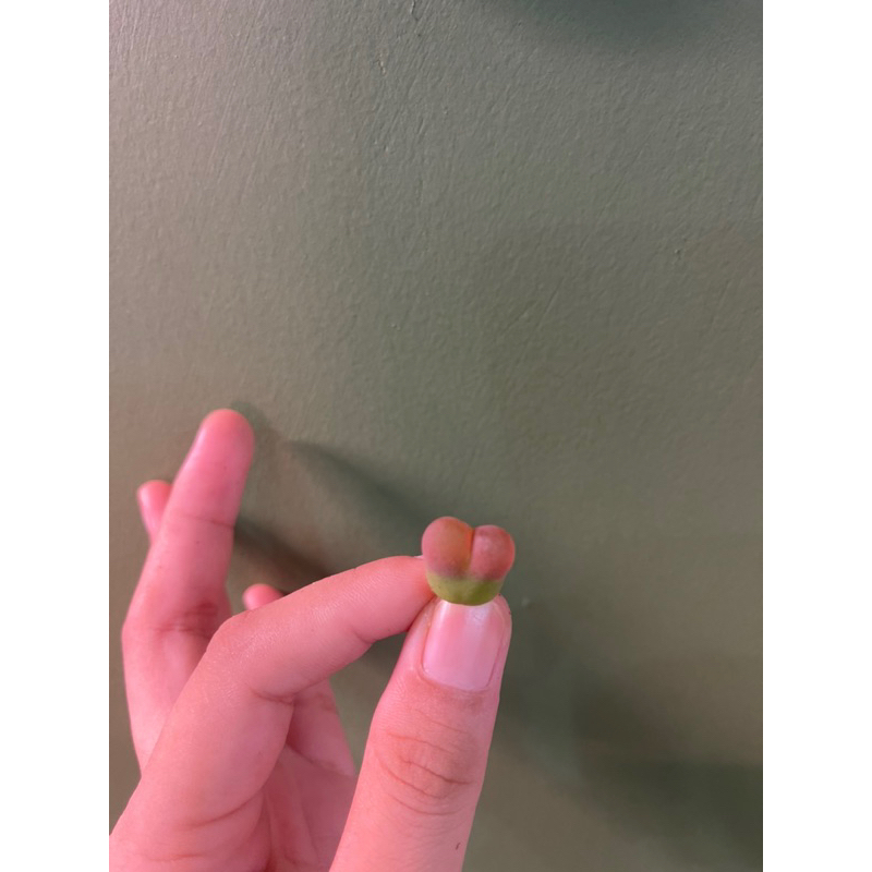 🪴SEN ĐÁ CONOPHYTUM MAUGHANI  - ẢNH THẬT SÂU GARDEN 🌵