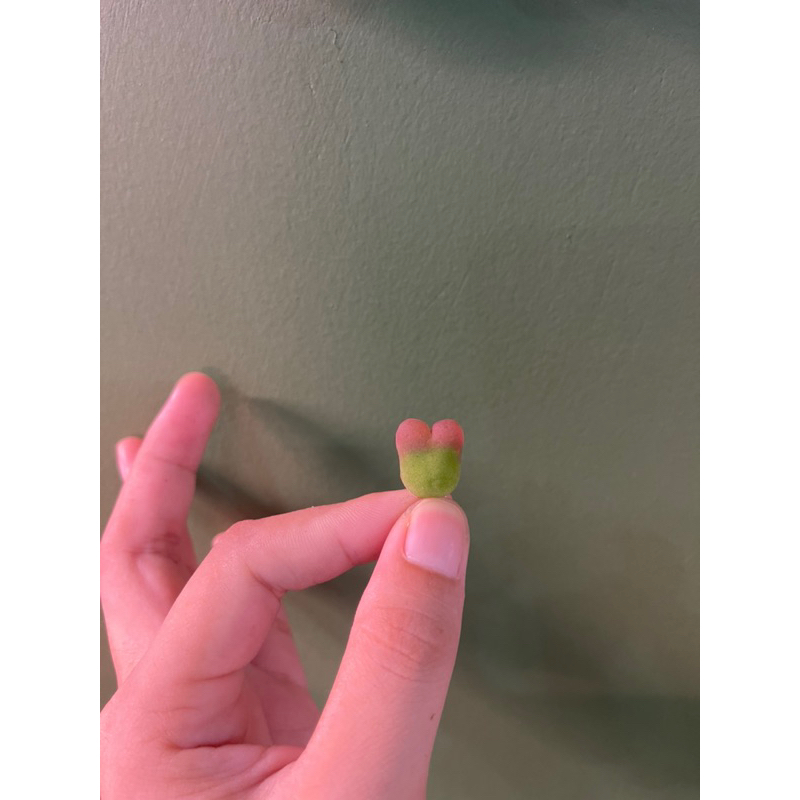 🪴SEN ĐÁ CONOPHYTUM MAUGHANI  - ẢNH THẬT SÂU GARDEN 🌵