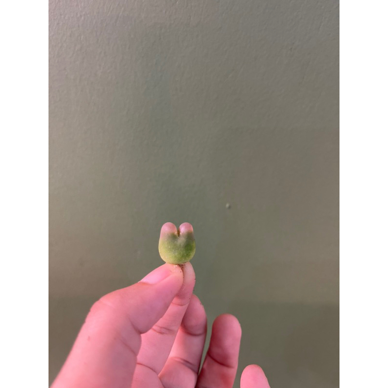 🪴SEN ĐÁ CONOPHYTUM MAUGHANI  - ẢNH THẬT SÂU GARDEN 🌵