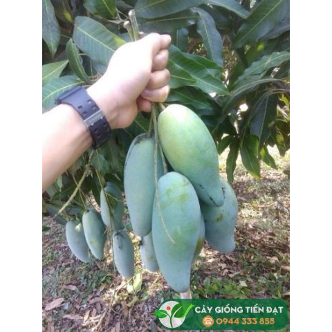 Cây giống xoài Thái siêu sớm, cho quả sau 1 năm trồng, cây giống khỏe, phù hợp khí hậu nhiều vùng