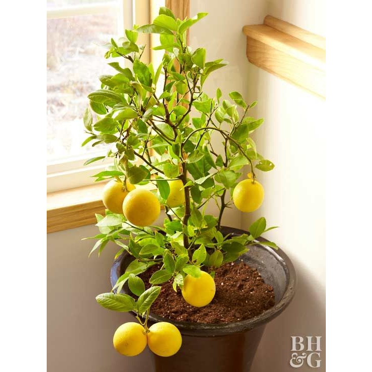 Chanh Vàng Mỹ Choai cao trên 1M, cây cho trái rất sai,vỏ chanh dày, nhiều tinh dầu thơm nhưng không đắng