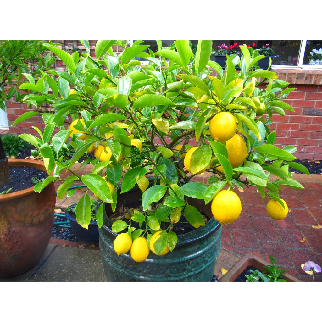 Chanh Vàng Mỹ Choai cao trên 1M, cây cho trái rất sai,vỏ chanh dày, nhiều tinh dầu thơm nhưng không đắng