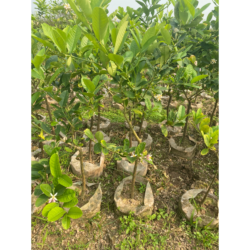 Chanh Vàng Mỹ Choai cao trên 1M, cây cho trái rất sai,vỏ chanh dày, nhiều tinh dầu thơm nhưng không đắng