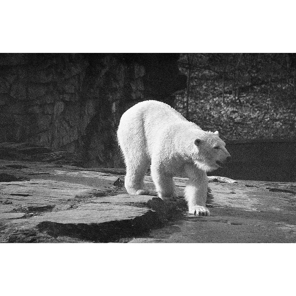 Phim Street Candy ATM ISO 400, Đen Trắng B&W, 135/35mm x 36 Kiểu, In Date Cho Máy Chụp Ảnh Film - LIIQ Flash