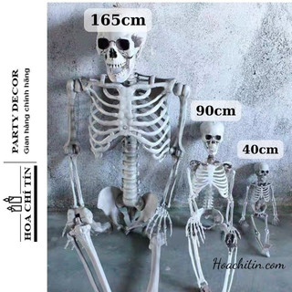 Bộ Xương Mô Hình Khung Xương Người 3D dựng phim tiểu cảnh trang trí tiệc Halloween