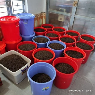 1kg cà phê Robusta Honey [500g/bịch]