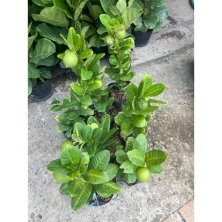 Cây  🌲 giống chanh Mỹ vàng
