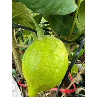 Cây  🌲 giống chanh Mỹ vàng
