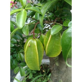 Cây 🌲 Khế ngọt ... đang trái 1m2