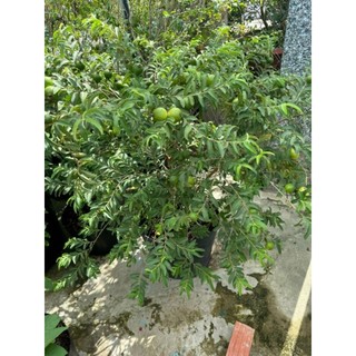 Cây ổi lá sẽ xưa...