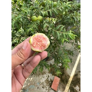 Cây Ổi Lá sẽ xưa...(ổi chín rất thơm ruột đỏ ngọt)