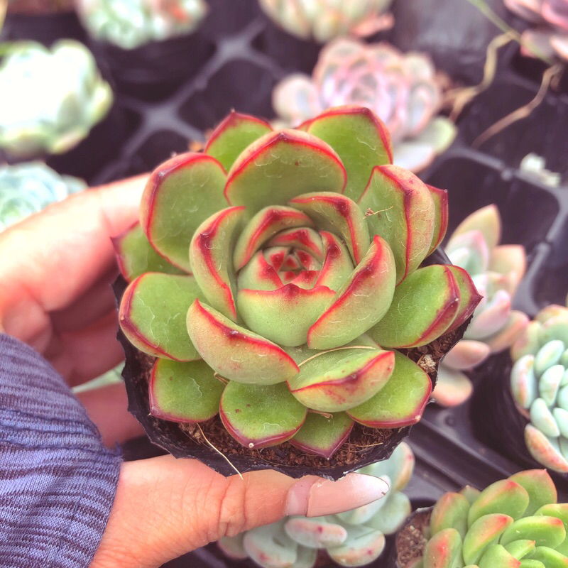 Siêu giảm giá sen đá Viền Lửa mới sz bầu form nhỏ