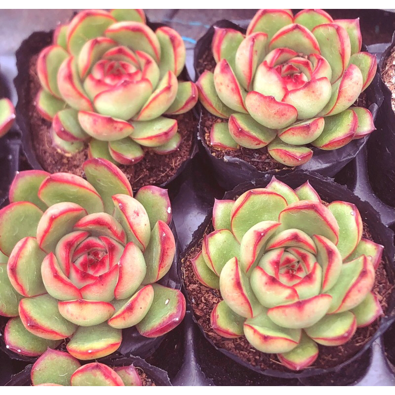 Siêu giảm giá sen đá Viền Lửa mới sz bầu form nhỏ