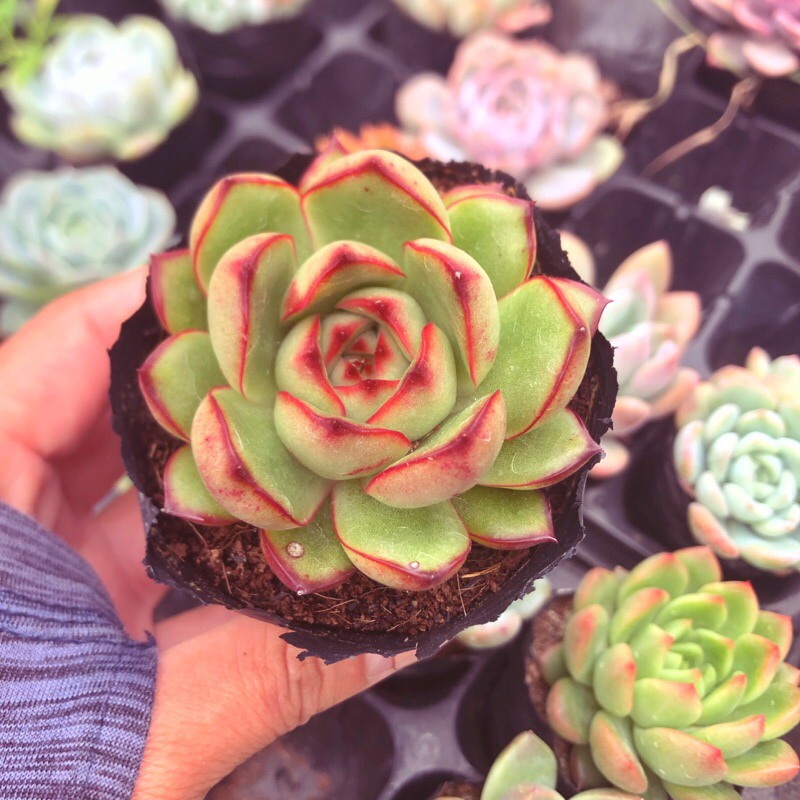 Siêu giảm giá sen đá Viền Lửa mới sz bầu form nhỏ