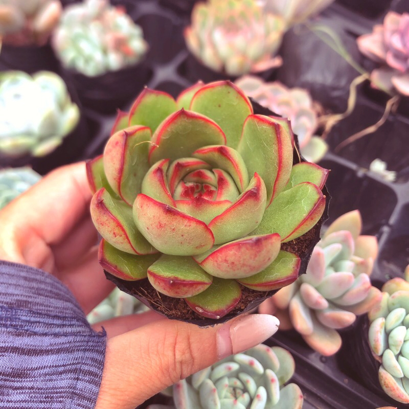 Siêu giảm giá sen đá Viền Lửa mới sz bầu form nhỏ