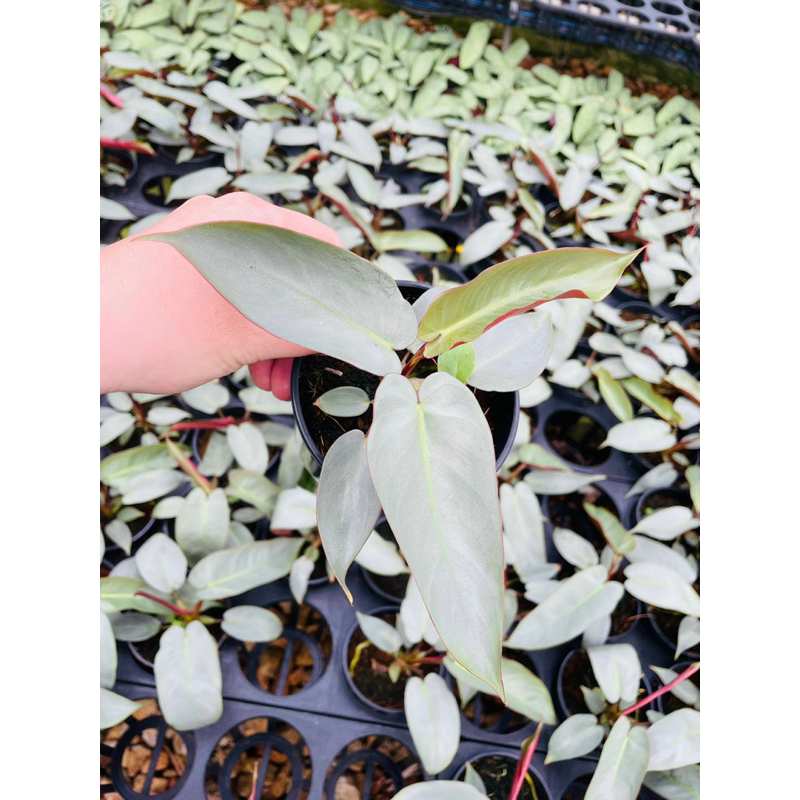 Chậu cứng philodendron billietiae dark form - Hồng hạc đen