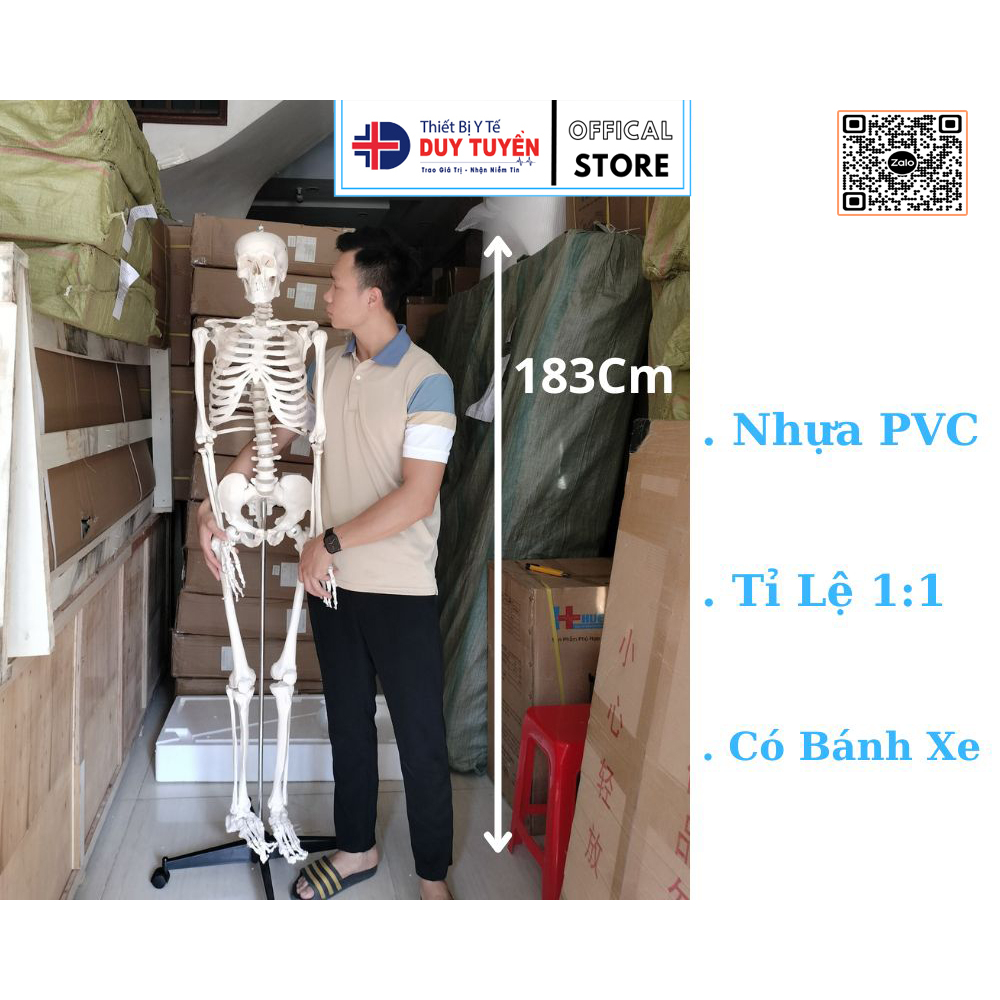 Mô Hình Giải Phẫu Xương Thiết Bị  Y Tế Duy Tuyền 183Cm Chất Liệu Nhựa PVC